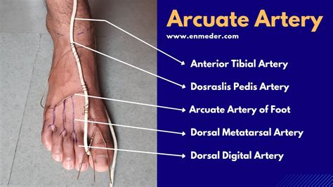 Dorsalis Pedis Artery 3/3 | Arcuate Artery of Foot | The Charsi of Medical Literature - YouTube