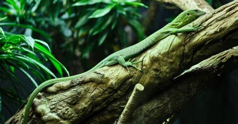 Emerald Tree Monitor Animal Facts | Varanus prasinus - Wiki Point