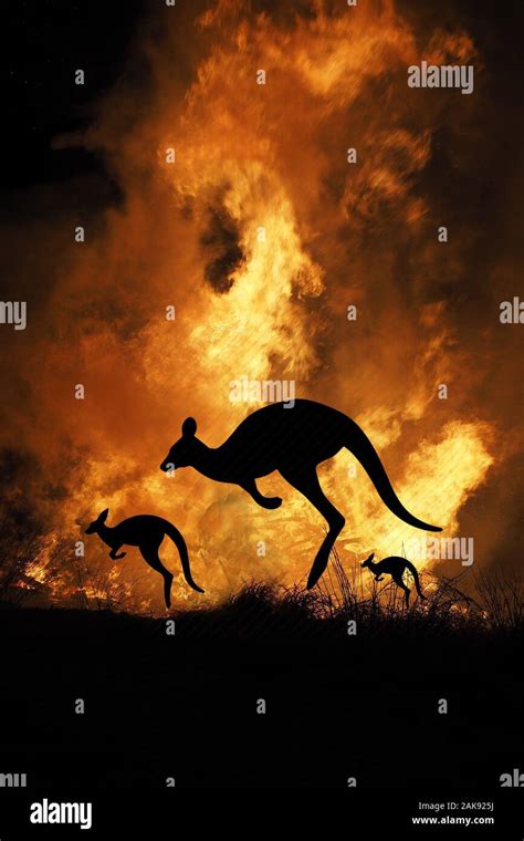 Bushfire IN Australia Forest Many Kangaroos And Other Animals Running ...