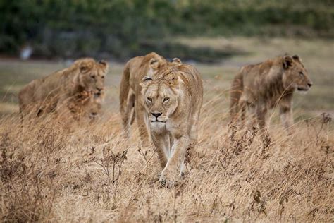 Lion Pride Of Lion Walking On Dried Grass Ngorongoro Crater Image Free ...