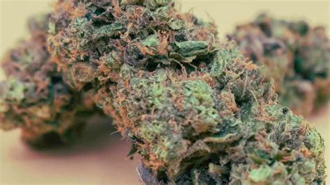 Animal Cookies Marijuana Strain Information - Rolling Paper