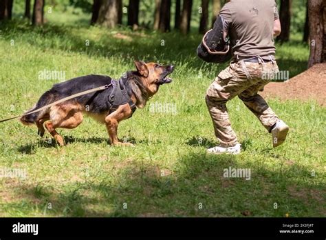 German Shepherd attacking dog handler during aggression training Stock ...