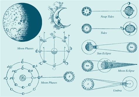 Old Style Drawing Moon Phase Vectors - Download Free Vector Art, Stock ...