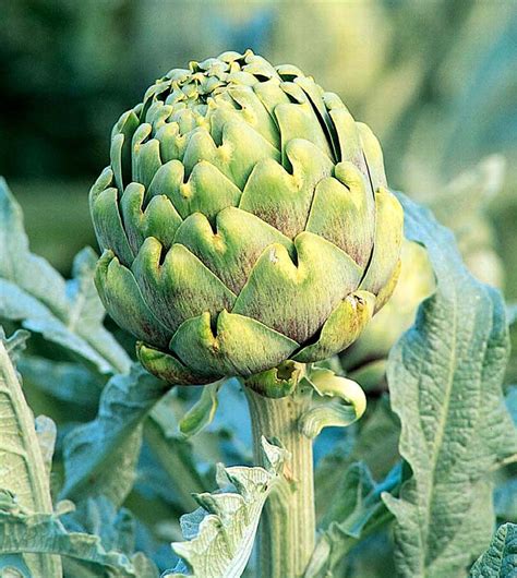 Improved Green Globe Artichoke, Cynara scolymus 'Improved Green Globe'