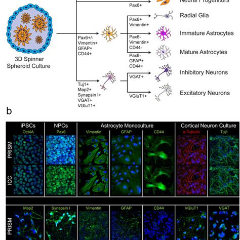 Breakdown of cell populations present in iPSC-derived neural cultures ...