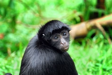 Black Spider Monkey - Amazon, Peru | Spider Monkeys | Pinterest