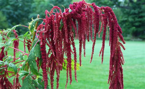 Shop Amaranthus, Caudatus Red (Love Lies Bleeding) and other Seeds at ...