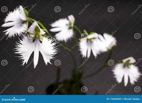 White heron orchid flowers stock image. Image of nature - 114690559