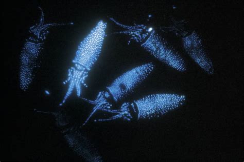 The World's Most Incredible Bioluminescent Creatures