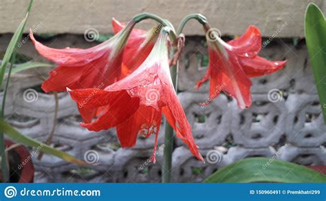 Flower Background Image Nature Pitcher of Flower Stock Image - Image of wallpaper, cute: 150960491
