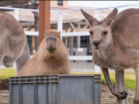 Capybara and friend : r/capybara