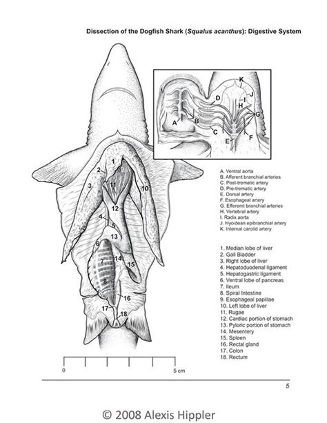 Digital pen and ink illustration of a dogfish shark dissection. This section highlight the ...