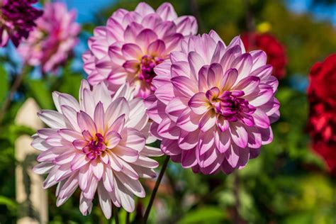 17 Native Mexican Flowers: Photos & Info | Bouqs Blog