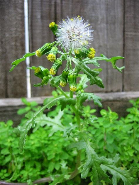 Plant ID: Senecio vulgaris