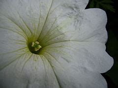 Category:Close-up photographs of Solanales flowers - Wikimedia Commons