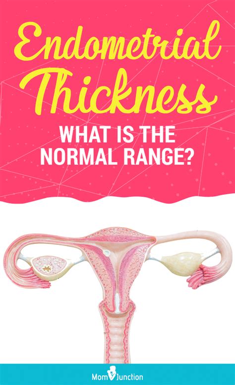 Normal Thickness Of Endometrium, Thickening Symptoms & Causes