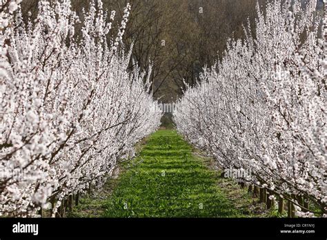 Apricot trees in blossom, flowering apricot trees (Prunus armeniaca), Aggsbach, Wachau valley ...