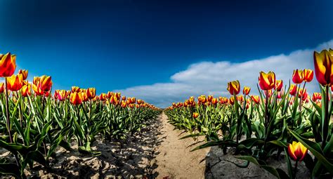 Download Orange Flower Field Flower Nature Tulip HD Wallpaper