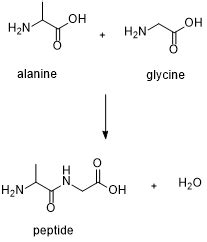 Draw the complete reaction between alanine and glycine or any two amino acids resulting in the ...