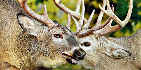 Photographing Deer in Rutting Season | Our Canada