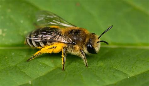 3 Best Bees For Pollination - Bee Real Honey