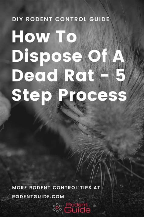 How To Dispose Of A Dead Rat - 5 Step Guide - DIY Rodent Control