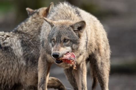 What Do Wolves Eat? A Closer Look At Wolf Diet