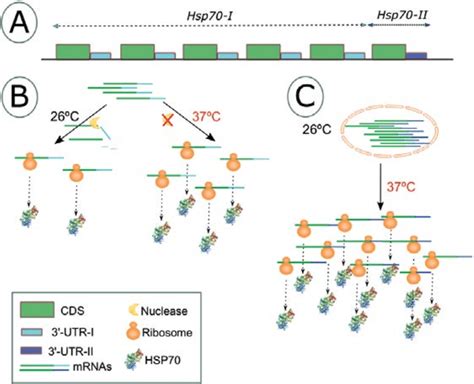 1 Regulation of HSP70 gene expression in Leishmania. (A) Organization... | Download Scientific ...