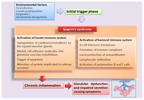 IJMS | Free Full-Text | Molecular Mechanisms Linking Inflammation to Autoimmunity in Sjögren’s ...