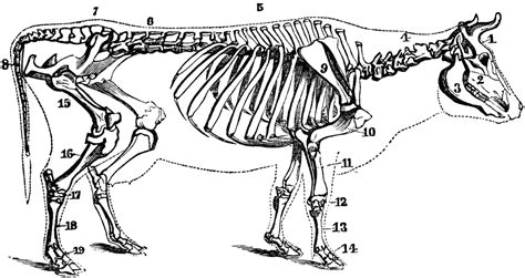 √ Cow Leg Bones Diagram - Don T Suck On The Bones Lechatdu503 : The ...