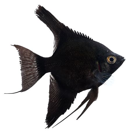 Black Angelfish For Sale | Petco