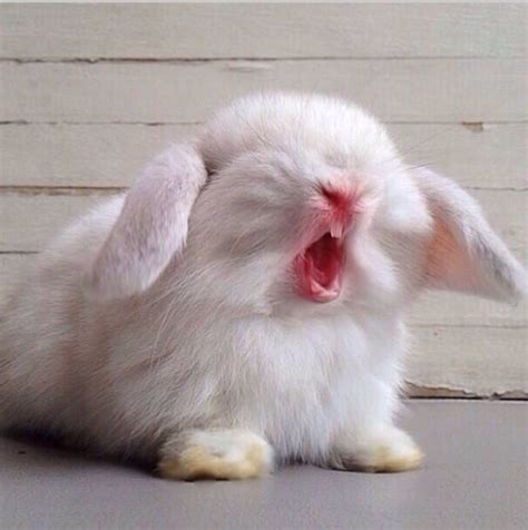 Yawning bunny Pet Bunny, Cute Little Animals, Cute Funny Animals, Cute ...