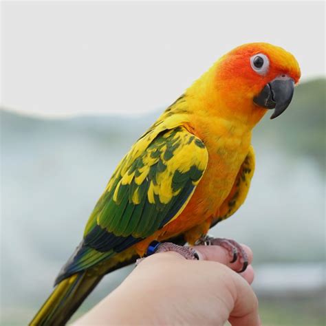 Top 10 Most Popular Pet Birds in the World