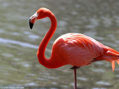 American Flamingo Great Birds ~ Bird and Bird