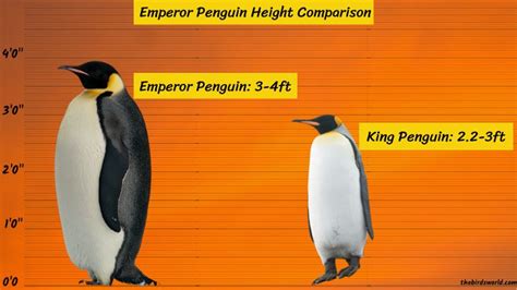 Emperor Penguin Size Comparison