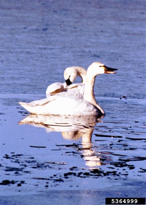 tundra swan (Cygnus columbianus)