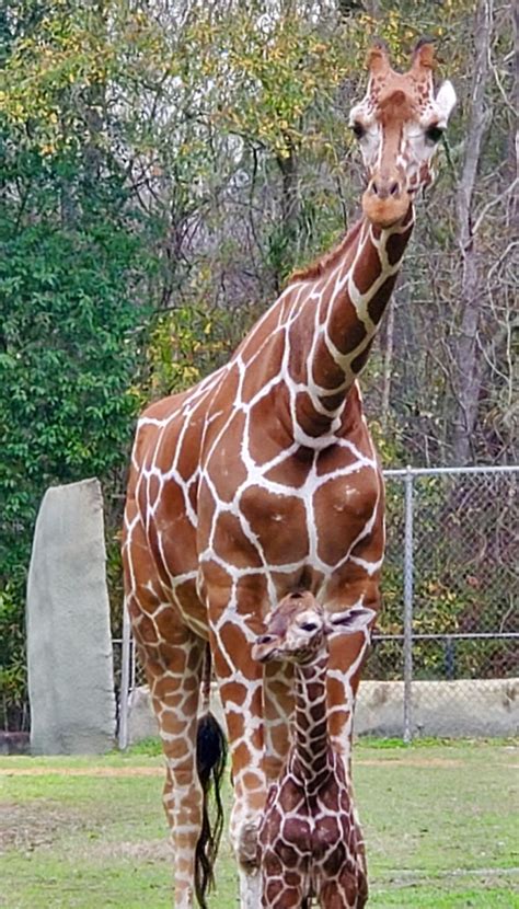 Baton Rouge Zoo welcomes new addition | KTVE - myarklamiss.com