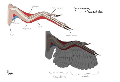 New Troodontid with asymmetrical wing feathers - The ZT2 Round Table