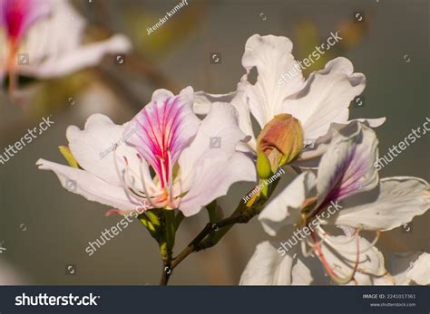 348 Kachnar Flowers Stock Photos, Images & Photography | Shutterstock