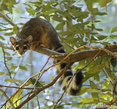 Arizona State Mammal | Ringtail