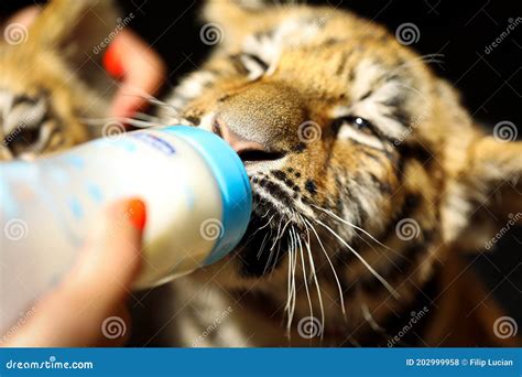 Feeding a Baby Tiger with Plastic Bottle at the Zoo Stock Photo - Image of wildlife, little ...