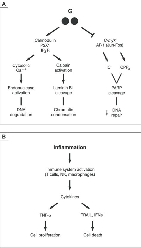 -(A) Activation of glucocorticoid receptors modulates synthesis of... | Download Scientific Diagram