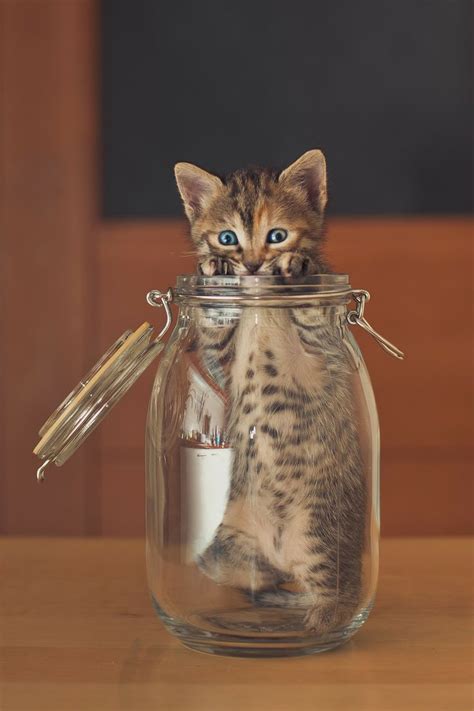 76 best images about =^..^= Cats in jar on Pinterest | Cats, Jars and ...