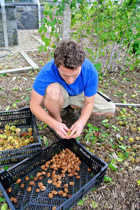 Harvesting Almonds - The Martha Stewart Blog