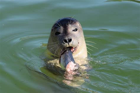 Seal Eating Snack - Free photo on Pixabay - Pixabay