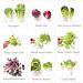 lettuce varieties names | Flickr - Photo Sharing!