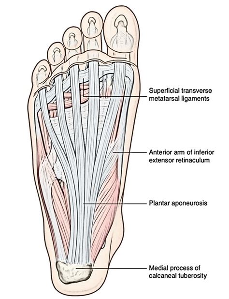 Plantar Aponeurosis [Plantar Fascia] – Earth's Lab