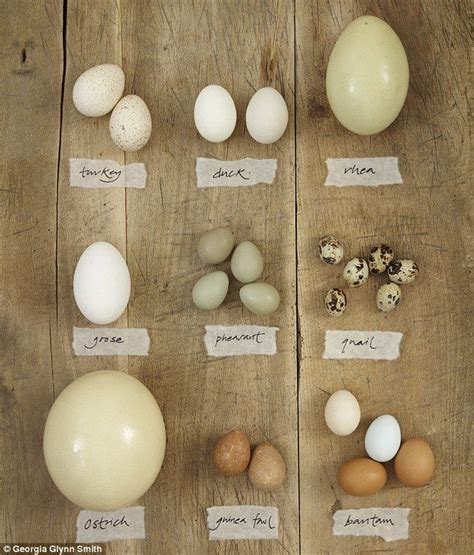 11 other eggs you should be eating instead of hen's eggs | Bantam ...