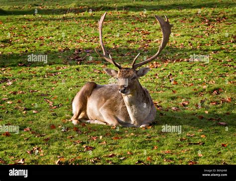 Fallow deer at Dunham Massey Hall and Park Altrincham Cheshire Stock Photo - Alamy