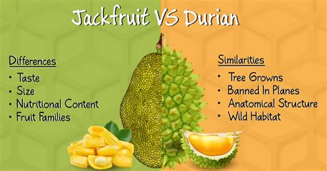 Jackfruit vs Durian List You Won't Find On Quora (13 Facts)